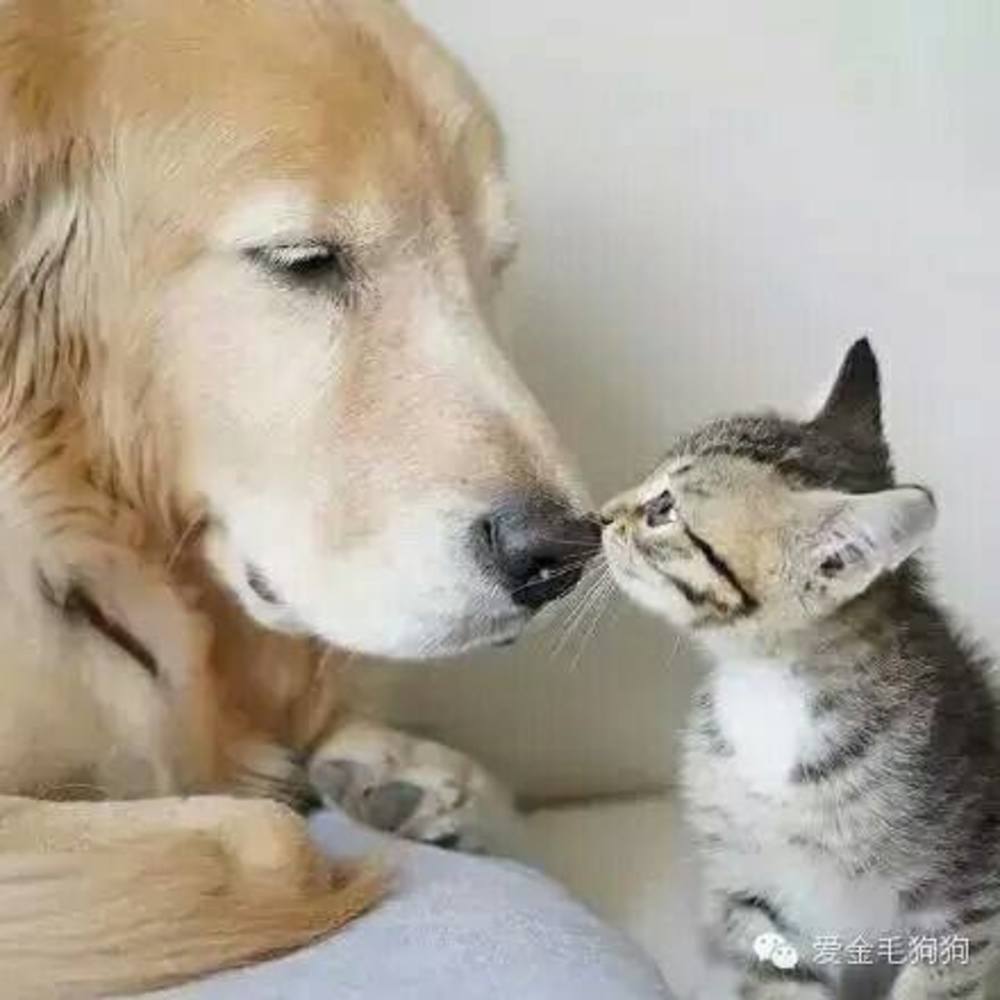 Meet your Posher, Qiaojun